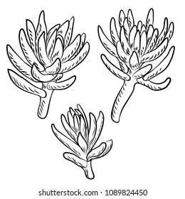 Drawing cactus Succulent bouquets elements for invitations, greeting cards, covers and other items. Vector.