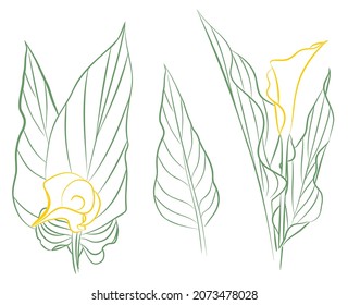 Drawing calla flowers. Vector color graphics.