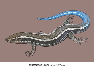 Dibujar lagarto caribeño, hermoso, raro, art.ilustración, vector