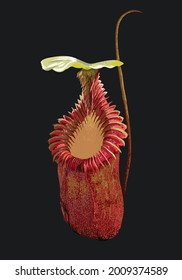 drawing carnivorous rare plant,art.illustration, vector