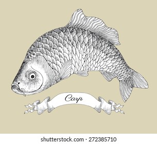 Drawing with carp and vignette banner, hand drawn graphic illustration