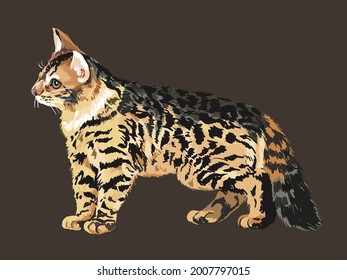 drawing casmire bengal cats, art.illustration, beautiful pet, 