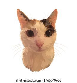 Drawing Of A Cat Png, Cat Face Png, Cute Cat Pics, Cute Drawings, Cat Illustrations