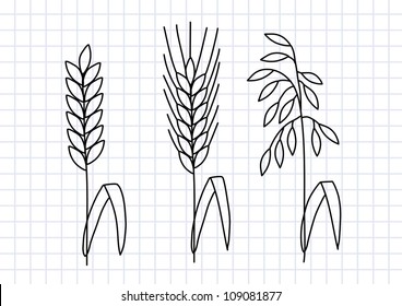 Drawing of cereals on squared paper