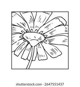 Tekening van kamillebloem geïsoleerde vector illustratie. Trendy botanische element. Hand getrokken lijn laat daisy bloeiende bloemeninkt tekening. Elegante wilde bloem voor uitnodiging, kaart, branding.
