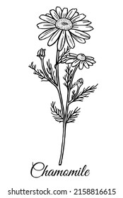 Drawing of Chamomile isolated on white background. Medicinal herb. Vector Illustration.