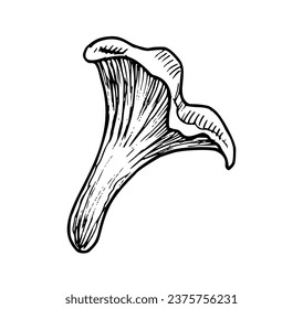 Drawing of Chanterelle Mushroom. Hand draw vector illustration of forest Fungus in line art style. Engraving for icon or logo painted by black inks. Monochrome etching for menu. Outline sketch.