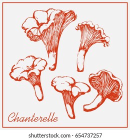 Drawing chanterelles isolated on a light background.