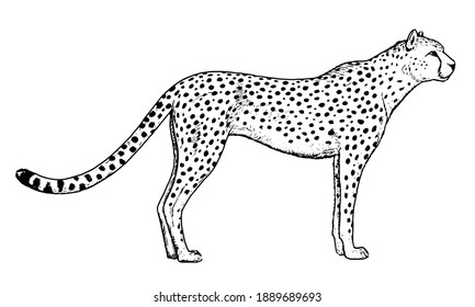 43,740 Cheetah black white Images, Stock Photos & Vectors | Shutterstock