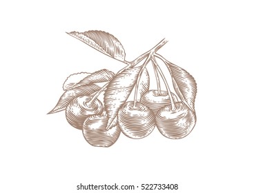Drawing of cherry branch with berries and leaves