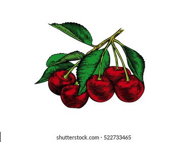 Drawing Of Cherry Branch With Berries And Leaves