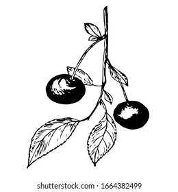Drawing cherry branch with leaves and berries, black outline isolated on white background, stock vector illustration for design and decoration, print, logo, in graphic style