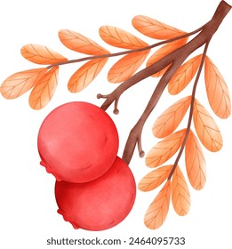 a drawing cherry fruit in autumn