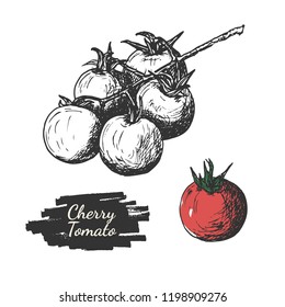 Drawing cherry tomatoes isolated on the white background. Tomato plant berry.
