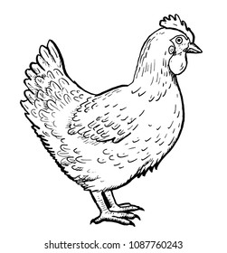 Drawing of chicken - hand sketch of hen, black and white illustration