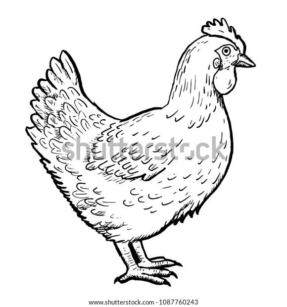 Drawing Chicken Hand Sketch Hen Black Stock Vector (Royalty Free