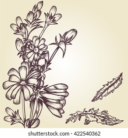Drawing chicory vector. Hand drawn medicinal herbs chicory - plant and leaves. Illustration of medicinal plant chicory for design, prints, label, tags, etc. Chicory vector background.