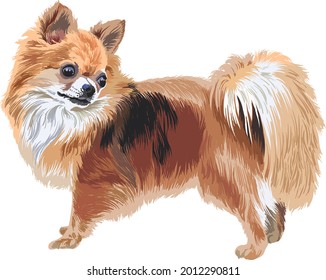 drawing chihuahua dog, art.illustration, baeutiful dog, vector