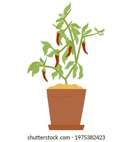 Drawing of chilli pepper in clay pot