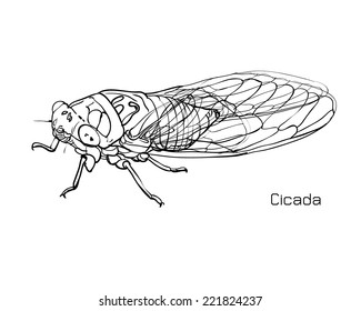 Drawing Of Cicada On White Background.vector Illustration