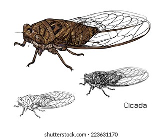 Drawing Of Cicada On White Background.vector Illustration