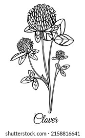 Drawing of Clover isolated on white background. Medicinal herb. Vector Illustration.