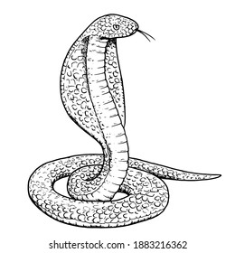 Drawing of cobra snake - hand sketch of wild reptile