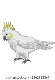 Drawing of a cockatoo parrot on a white background