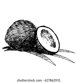 drawing coconut on white background