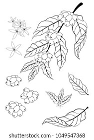 Drawing Coffee cherries plant isolate on white background vector, EPS 10
