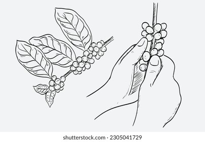 café de dibujo con tinta para banner, embalaje, publicidad, etiqueta adhesiva. Esbozar granos de café con estilo vintage. Conjunto vectorial de ramas de árboles de café con flores, hojas y frijoles. Dibujo botánico, 