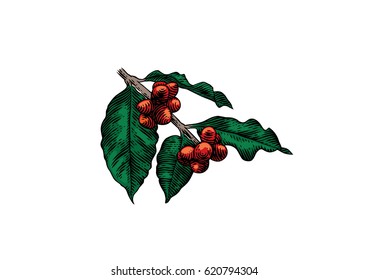 Drawing of coffee's branch with leaves and beans