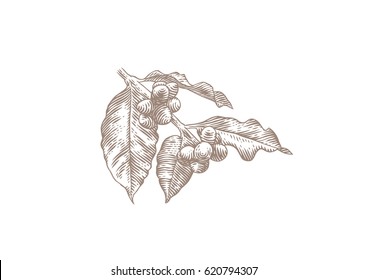 Drawing of coffee's branch with leaves and beans