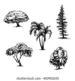 drawing collection of 5 elements of different types of trees graphic ink sketch hand drawn vector illustration