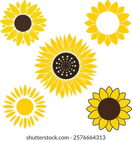 Drawing collection of five different kinds of sunflower on top view. 