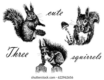 Drawing collection set of isolates, three fluffy little cute squirrels, sketch, hand-drawn graphics ink vector illustration