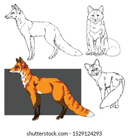 drawing coloring Fox in three poses