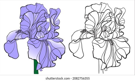Drawing coloring iris of blue color on a white background