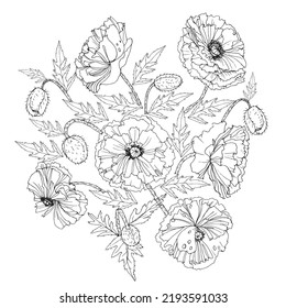 Drawing for coloring poppies flowers buds leaves