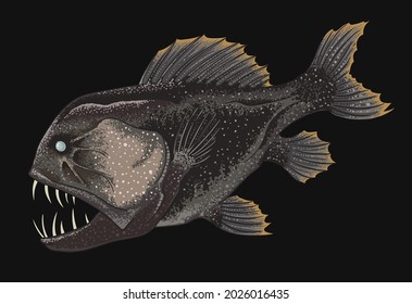 drawing common fangtooth, deep seafish, art.illustration, vector