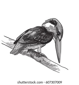 Drawing of common kingfisher bird hold on twig,vector illustration