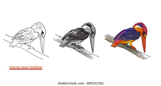 Drawing of common kingfisher bird hold on twig,vector illustration