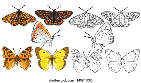 drawing and contour of butterfly species that live in the forest, steppe and plains