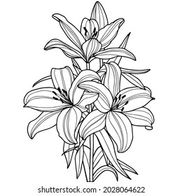 Drawing of contour lilies on a white background