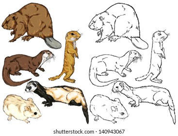 drawing and contour of wild animal species living in the forest, steppe and plains, animals rodent, small sized, semi-aquatic