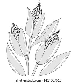 drawing of corn with leaves in monochrome colors