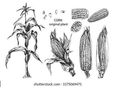 Drawing corn plant, cob, grains, detailed liner drawing, sketch, packaging design element, labels, menu, isolated vector object of a botanical illustration of corn