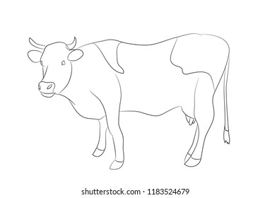 drawing of a cow line, vector, white background