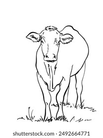 Drawing of a cow, Vector sketch of a hornless cow standing in a pasture and looking straight, Front view, Hand drawn illustration