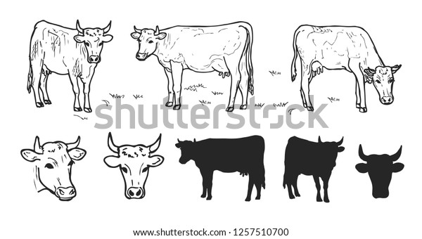 Drawing Cows Cattle Collection Isolated On Stock Vector (Royalty Free ...